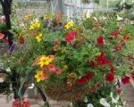 How to Plant Up a Hanging Basket