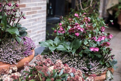 15 gardening tips for January