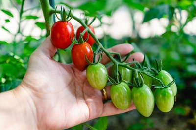 5 basic gardening tips for beginners