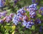 The Ceanothus, Beautiful blue lilac from California 