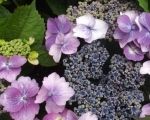The old-fashioned charm of hydrangeas